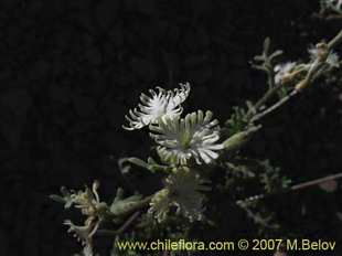Фотография Schizopetalon sp. #0073