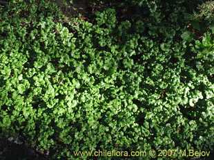Photograph of Gunnera magellanica