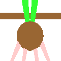球根の植物