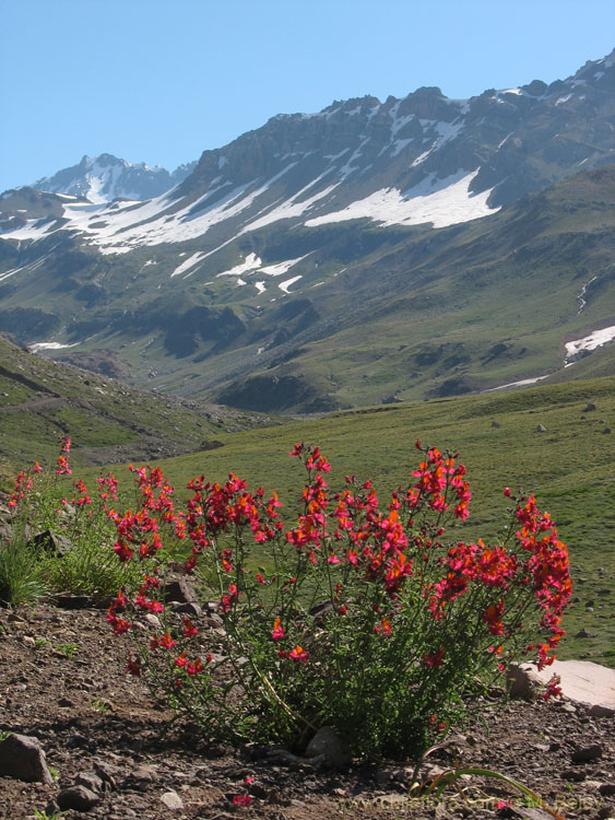 Nature Gift:Schizanthus flowers at Paso Vergara