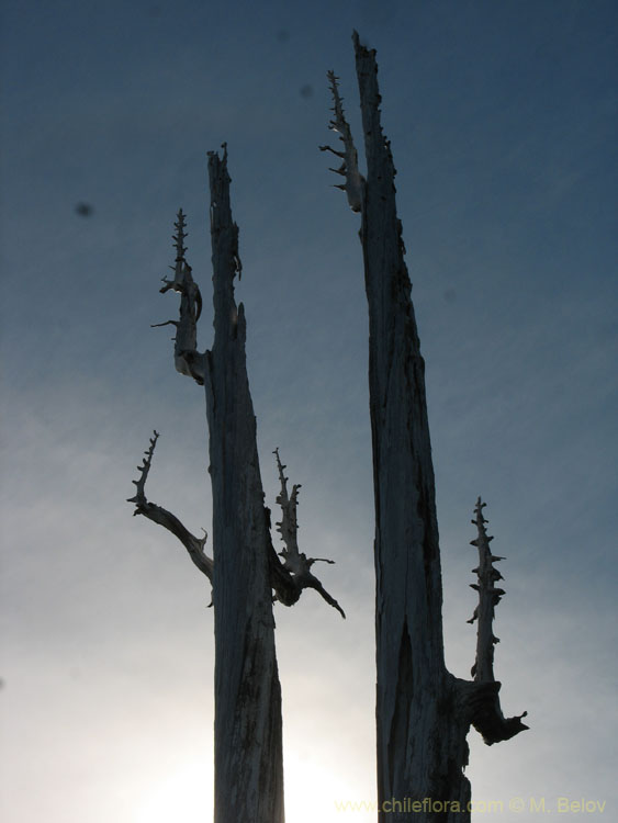 An image of two dead Alerce (Fitzroya cupressoides)