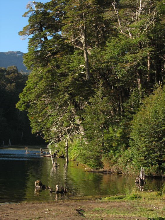 An image of a Lake at Conguillo National Park.