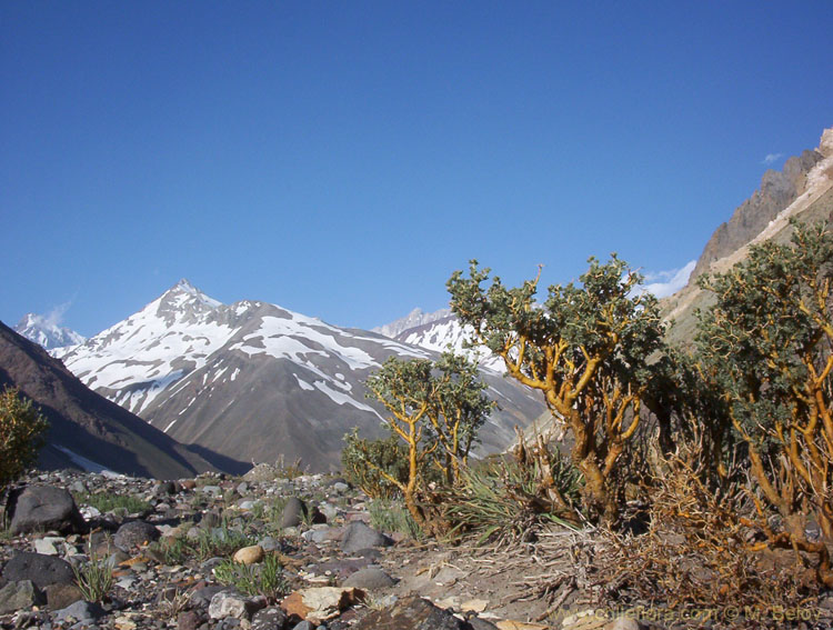 Image of Adesmias in Embalse Yeso Valley.