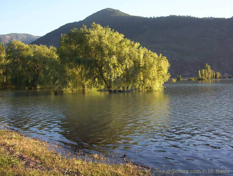 Image of a tree standing in water at sunset.