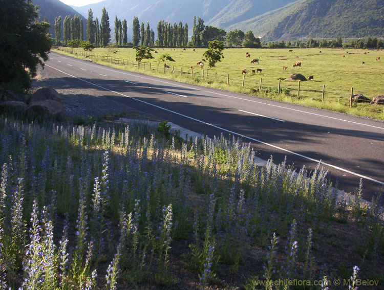 Image of the road towards the Pehuenche Pass and Laguna Maule.