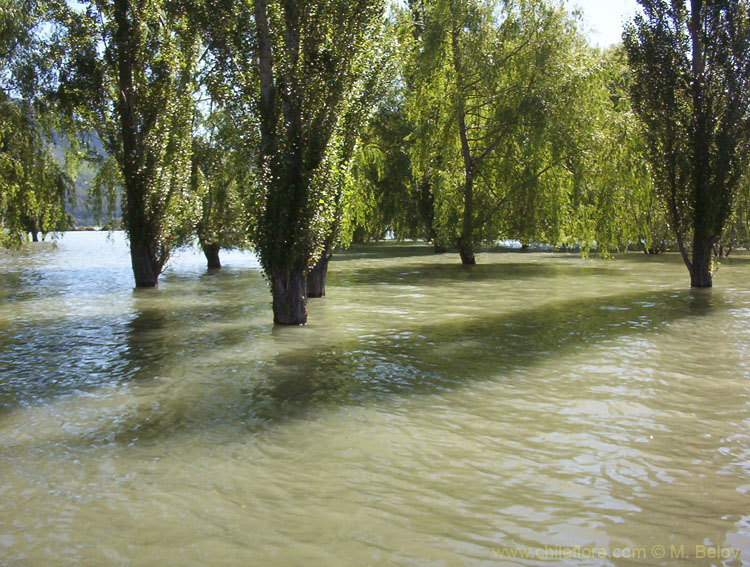 Image of trees standing in water.