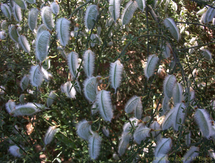 Image of Lluvia de Oro.