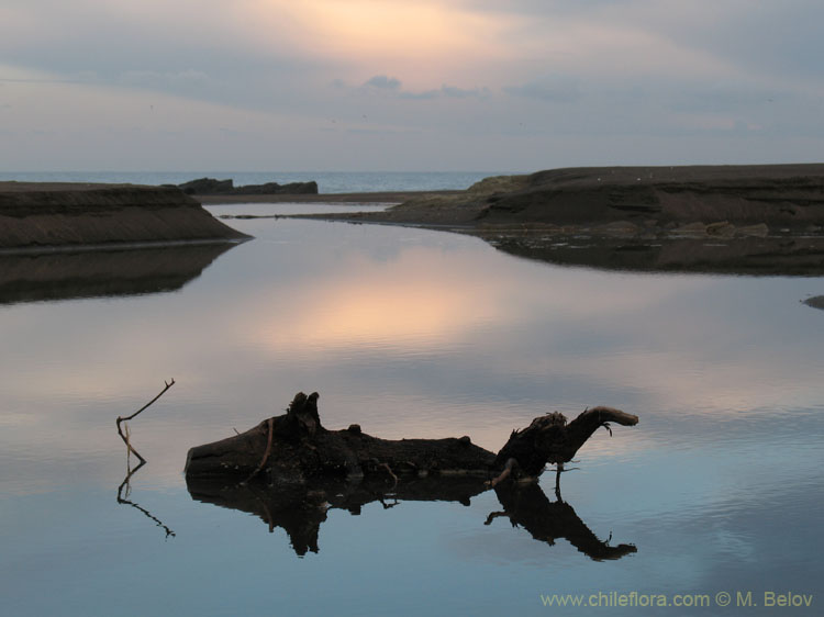 An image of a Predawn Shore Scenery on the Pacific Coast.