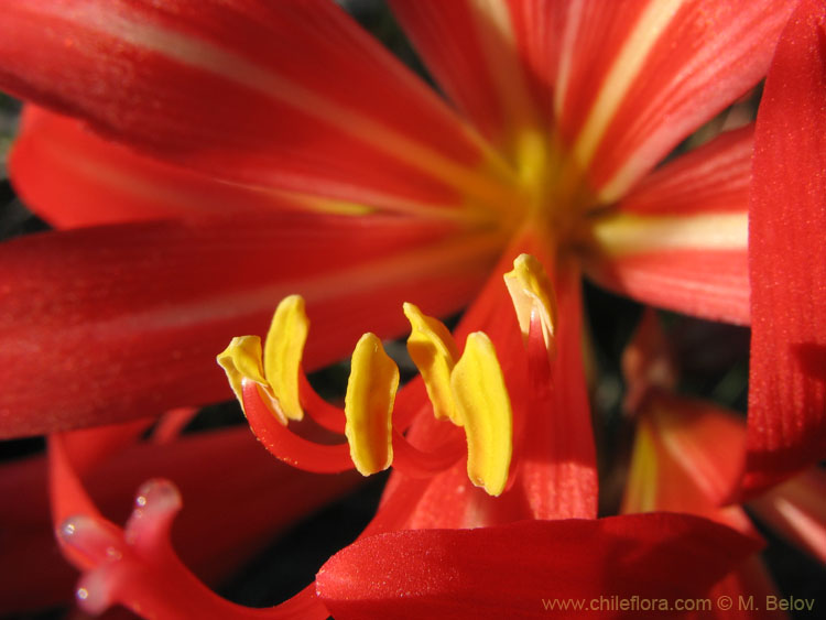 Close-up photo of a Rhodophiala.