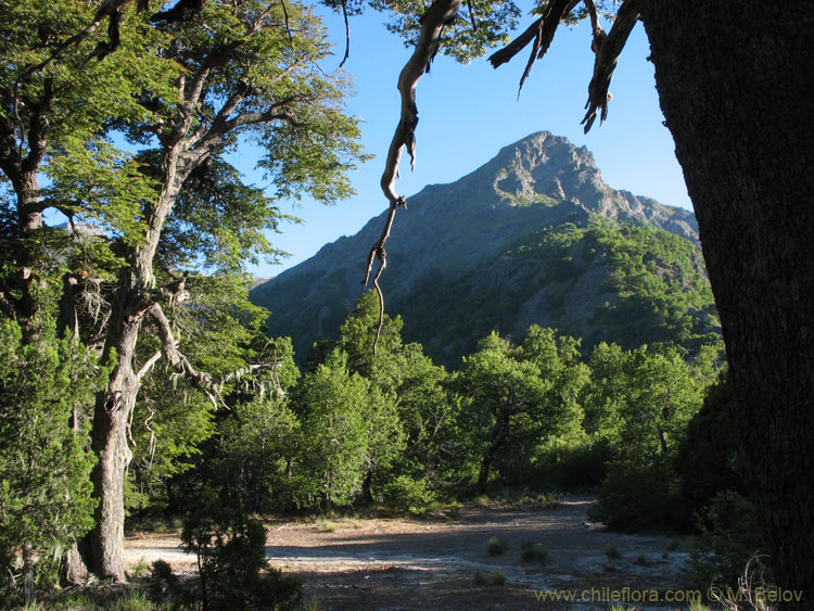 A photo of a wood clearing with a mountain in the background, Radal Siete Tasas, Chile.