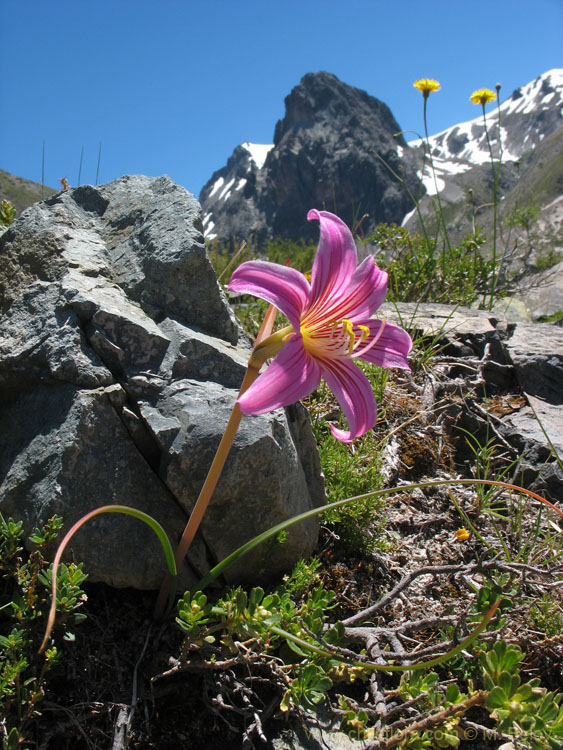 A photo of Aauca (Rhodophiala), Radal Siete Tasas National Park.