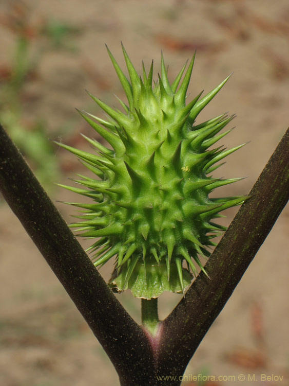 Image (close-up) of Datura Stramonium.