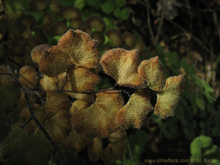 Close-up photo of a dying leaf, Radal Siete Tasas National Park.