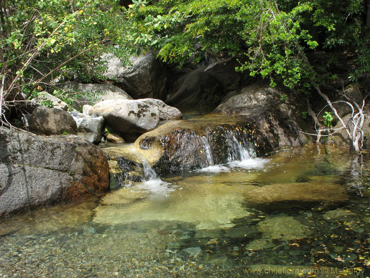 An image of a Brook at Vilches