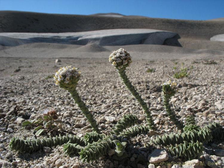 Image of Naussavia plants in the foreground, with volcanic-ash slopes partially covered by snow, Laguna Maule.