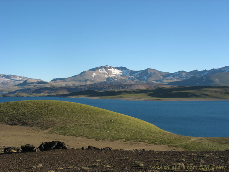View of Laguna Maule, with grass-covered slope in the foreground.