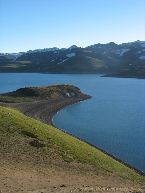 Image of a green coast of Laguna Maule (Maule Lake).