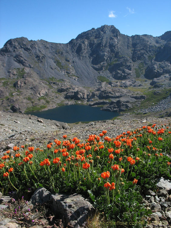 The Crater Lake:Loasa lateritia in foreground