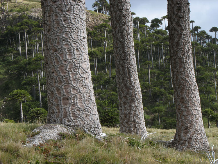 Image of Monkey tree (Araucaria araucana) stems.