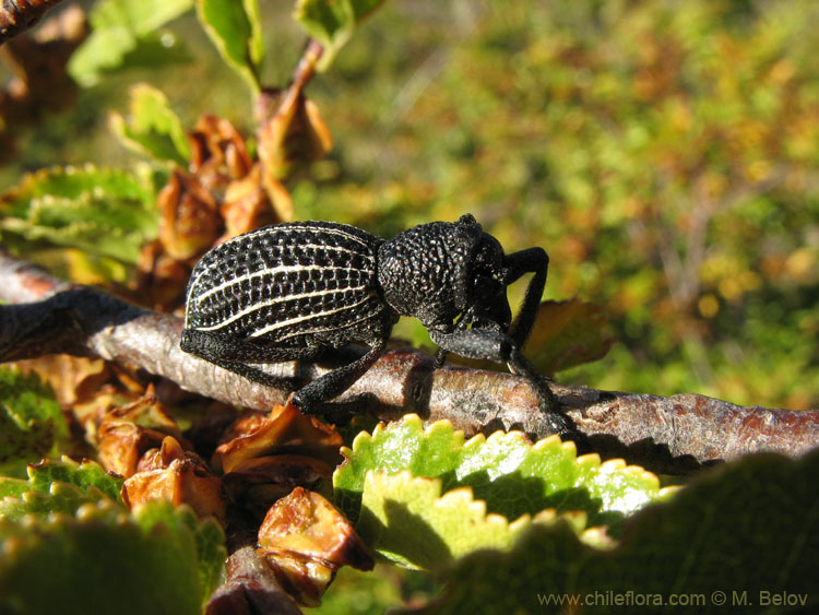 Insect on a irre Tree: