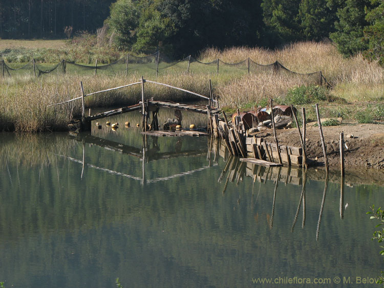 An image of a small wooden bridge.
