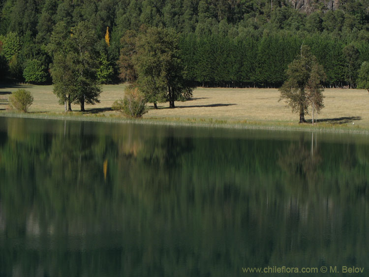 Image of a shoreline of a lake on a very calm morning, with a couple of trees.