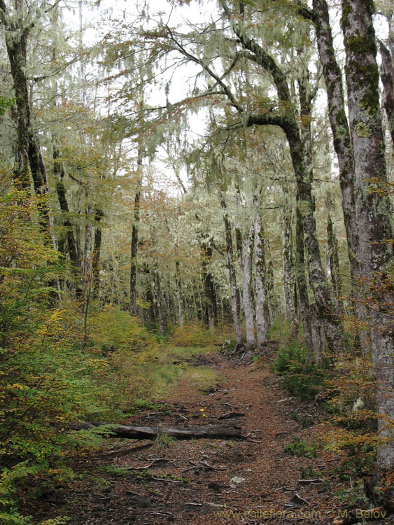 Ghostly Trail:At Mocho-Choshuenco