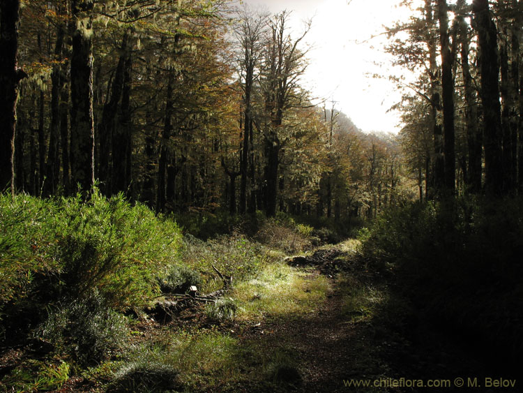 Image of a ghostly, abandoned autumn road in the evening.