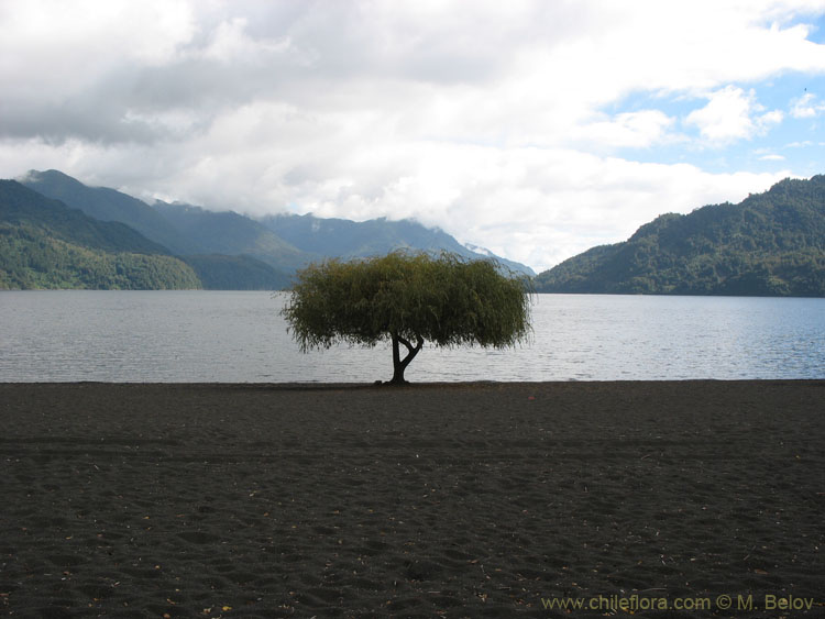 Image of a solitary tree on the shore of Calafquen lake.