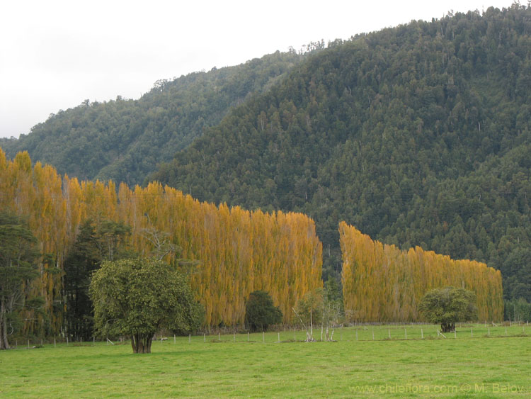 Image of a row of trees with yellow autumn leaves in a field and mountain in the rear.