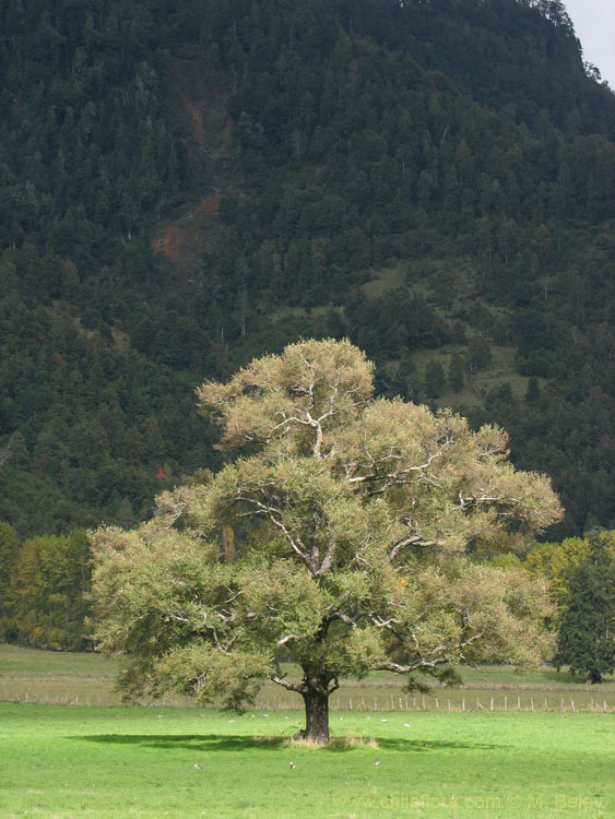 Image of a tree.