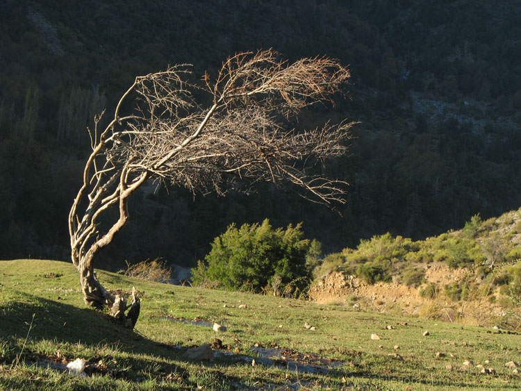 An image of a tree bent by the winds