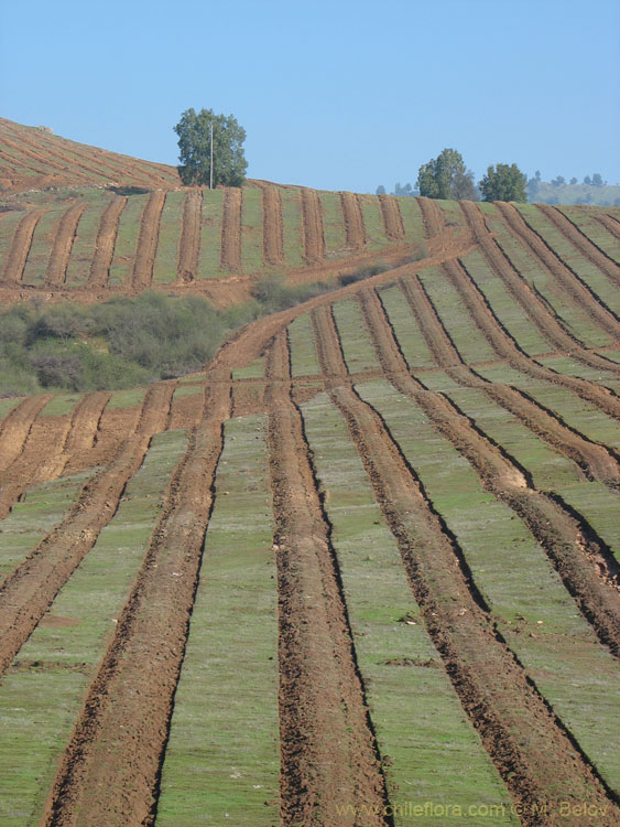 An image of field with planted trees