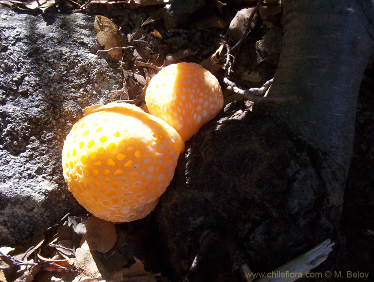 Close-up photo of Digueñes mushrooms.