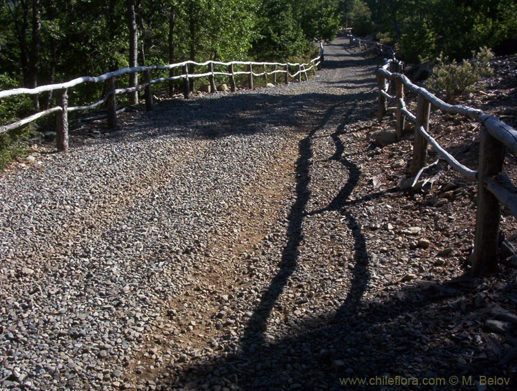 View of a gravel road which leads up to the Lircay Reserve (National Park in Vilches), Chile.