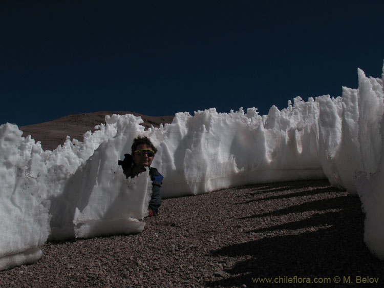 In Hiding:Behind the rests of a snow field at 4500 m.