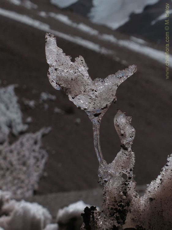 Ballet Dancer:These icicles are possible here because there is a lot of deep snow and temperatures are over 20º C.