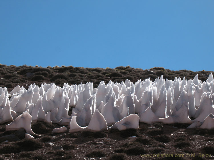 Praying Monks:Or so they are called in Spanish - penitentes. They lament their inevitable death in a few days.