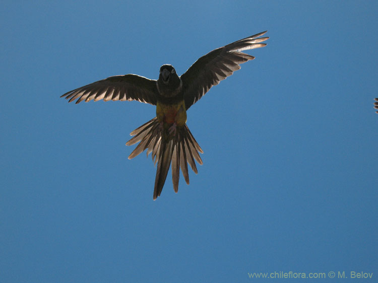 Parrots:In some places, the loud swarms of these birds dominate the silence of the Andes.