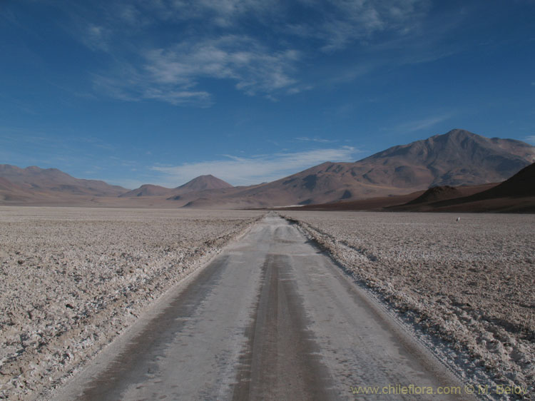An image of a road running through the Ascotan Salt Lake.