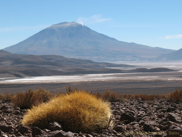 Volcanoes and Cacti:with Salt Lakes in-between