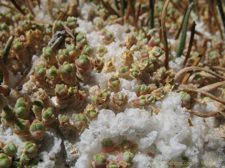 Growing in Salt:Sarcocornia pulvinata