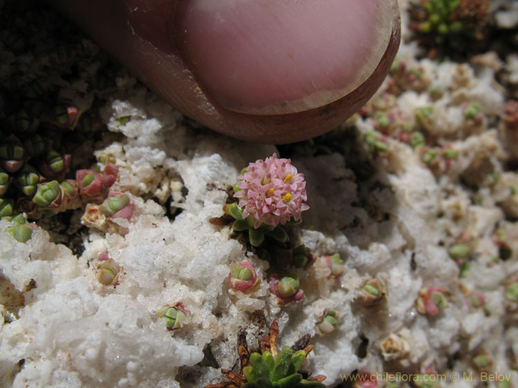 Dwarf Beauty:Baccharis acaulis struggling through the salt crystals.