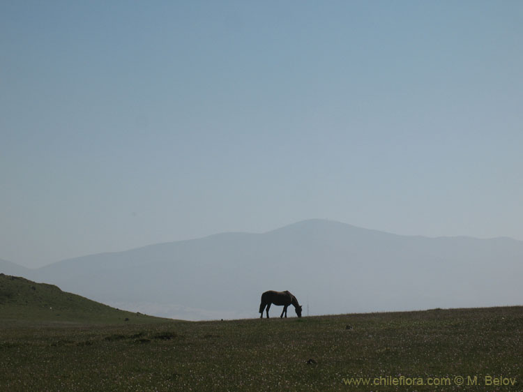 An image of a grazing horse at Los Vilos