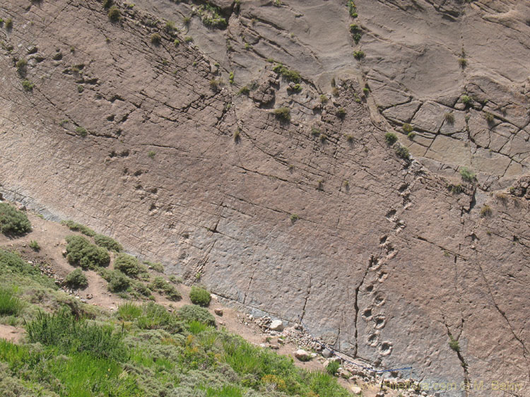 This Time They are Real:Prints of Dinosaurs at Termas del Flaco.