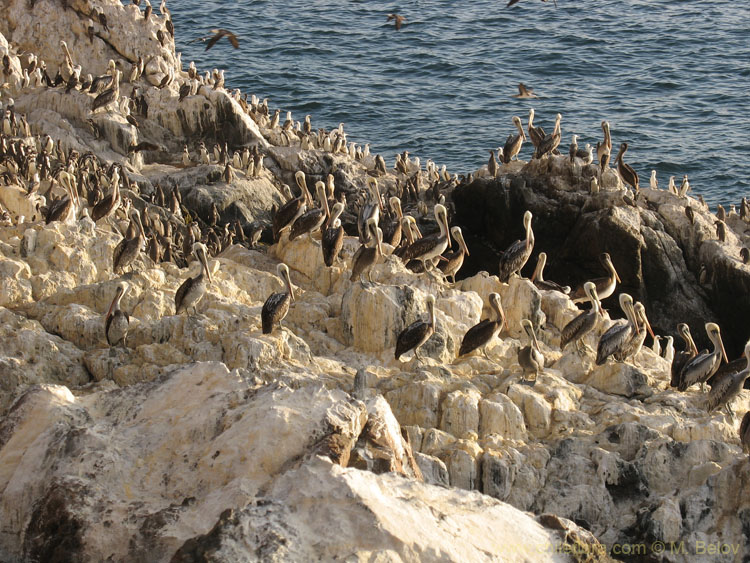 Pelican Island:Islands off the coast are heaven for birdlife. This place is about 30 km. north of Tal-tal.