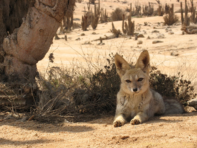 Will You Feed Me?:In tourist spots, like here in Pan de Azucar, the foxes are used (and expect)  to be fed by the visitors...