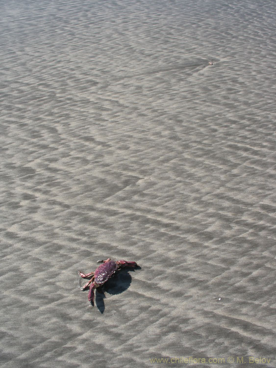 Crab:Some areas in Chile have tropical-looking beaches, but the water is hardly over 20 C.