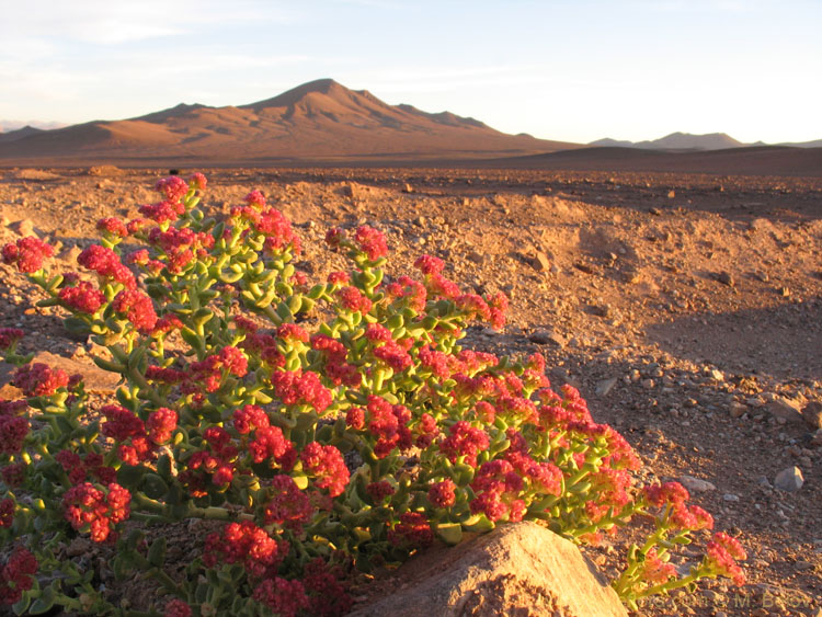 But sometimes the Desert blooms...: