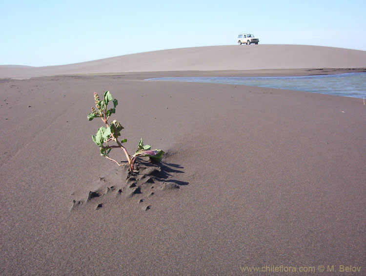 An image of young plant growing out of sand, at Putu dunes, Chile.